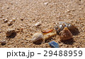 貝殻と砂浜 29488959
