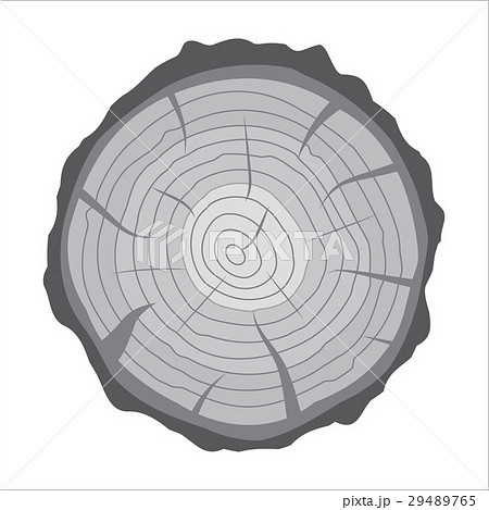 Cross section of tree stump or trunk. Wood cut. 29489765