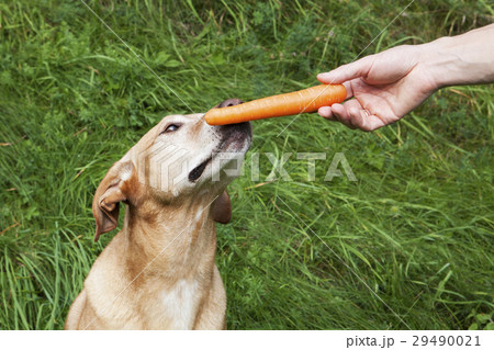 Human hand feeding a carrot to the brown dog. 29490021