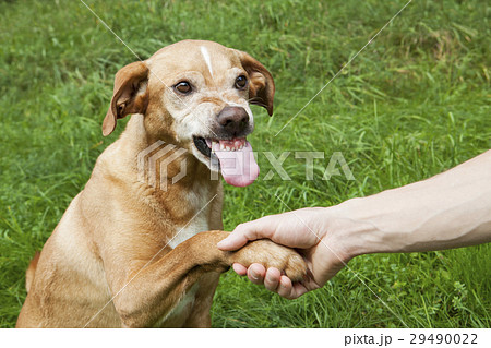 Unfriendly hand and paw shake. Unfriendly hand and paw shake. 29490022