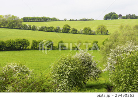 Green fields and wildflower meadows on a hill Green fields and wildflower meadows on a hill 29490262