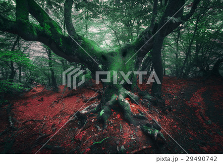 Spooky tree. Mystical dark forest in fog 29490742