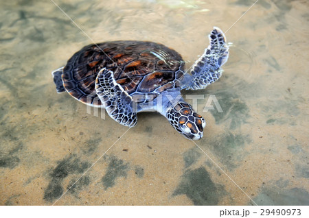 Turtle 29490973