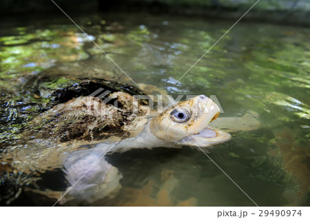 Turtle 29490974