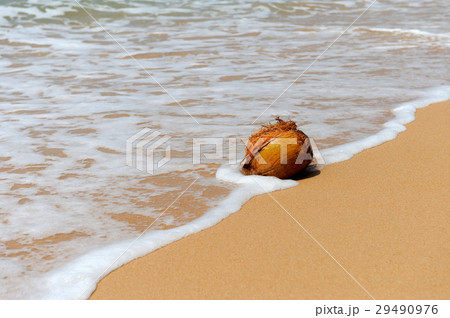 Coconut on tropical beach Coconut on tropical beach 29490976
