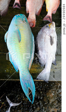 Fresh fish at the market 29490984