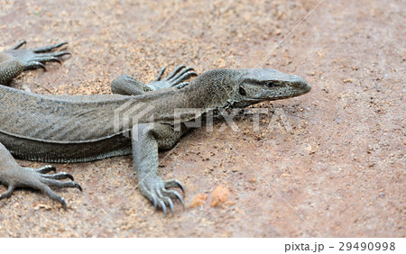 Monitor Lizard 29490998