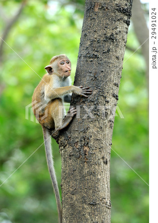 Monkey in the living nature Monkey in the living nature 29491024