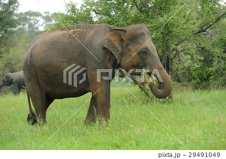 Elephants 29491049