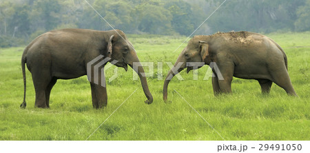 Elephants 29491050