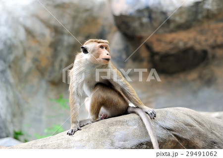 Monkey in the living nature 29491062