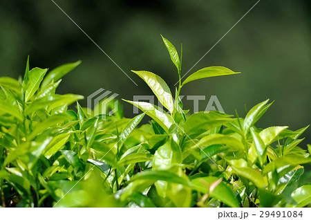 Tea leaves Tea leaves 29491084