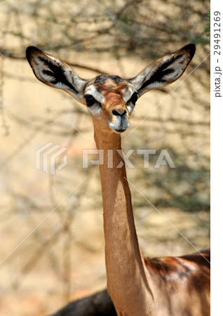 Gerenuk Gerenuk 29491269