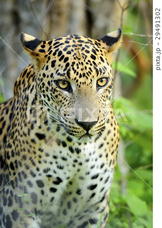 Leopard Leopard 29491302