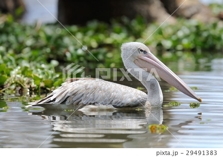 Pelican Pelican 29491383