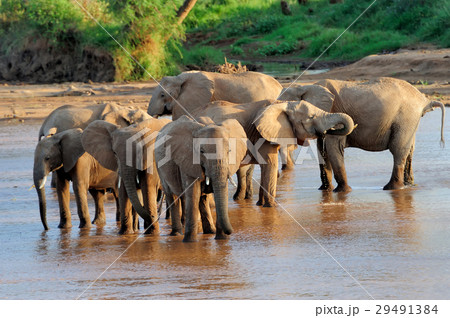 African elephants African elephants 29491384