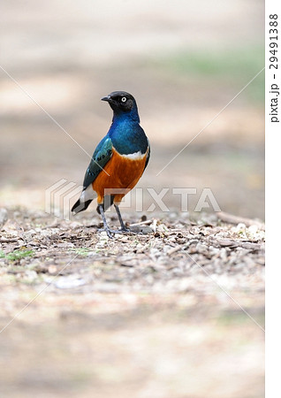 Superb Starling Superb Starling 29491388