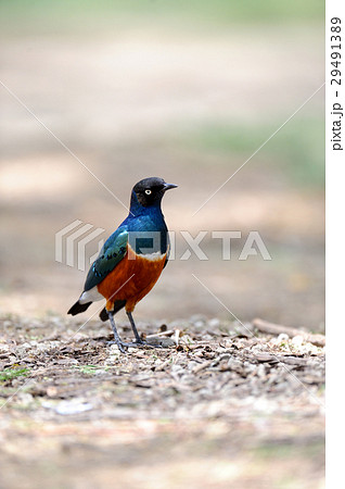 Superb Starling 29491389