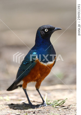 Superb Starling 29491391