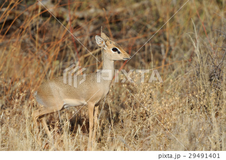 Dik-dik Dik-dik 29491401