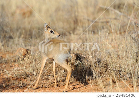 Dik-dik 29491406
