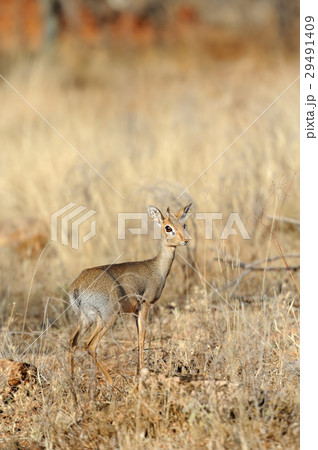 Dik-dik 29491409