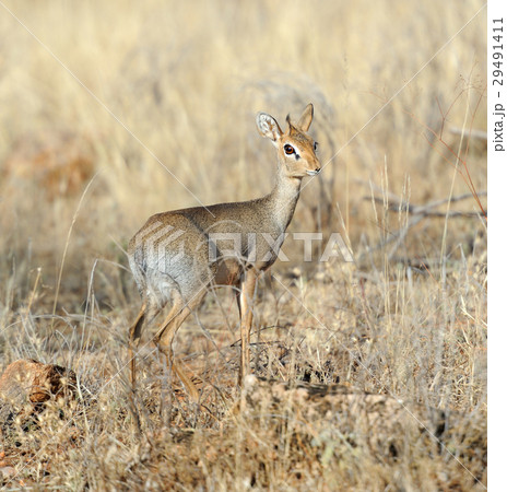 Dik-dik Dik-dik 29491411