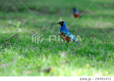 Superb Starling Superb Starling 29491415