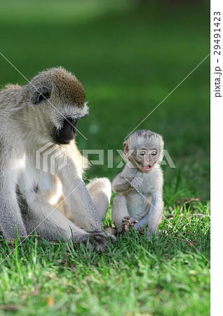 Vervet monkey Vervet monkey 29491423