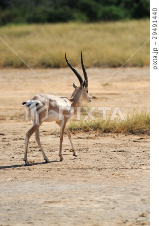 Thomson's gazelle Thomson's gazelle 29491440