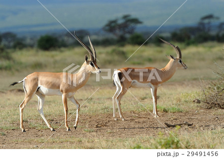Impala Impala 29491456