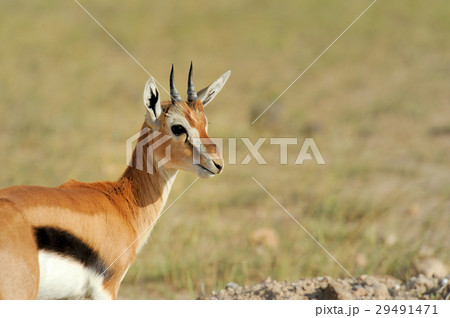 Thomson's gazelle Thomson's gazelle 29491471