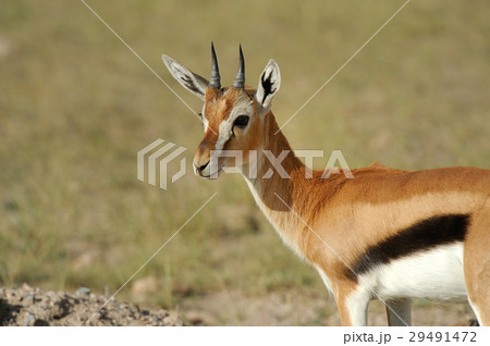 Thomson's gazelle Thomson's gazelle 29491472
