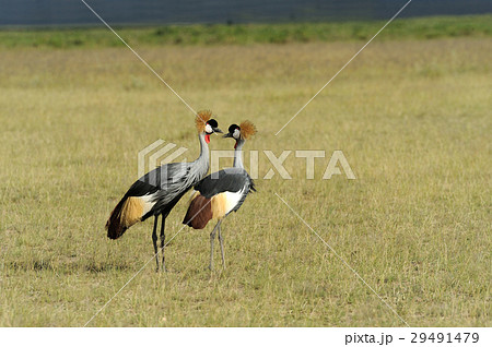 Crowned crane 29491479