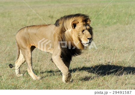 Lion in the grass of Masai Mara, Kenya Lion in the grass of Masai Mara, Kenya 29491587