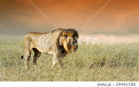 Lion in grass 29491588