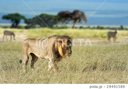 Lion in grass 29491589