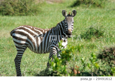Zebra 29491612