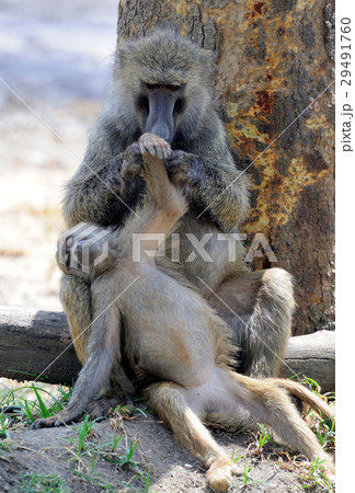 Olive baboon Olive baboon 29491760