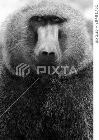 Olive baboon Olive baboon 29491761