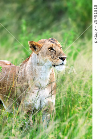 Lion Lion 29491818