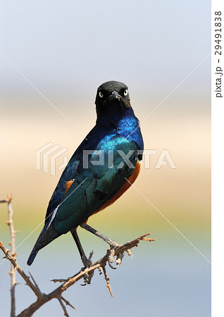 Colourful bird Superb 29491838