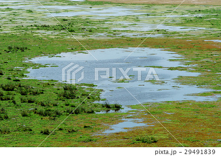 Summer landscape 29491839