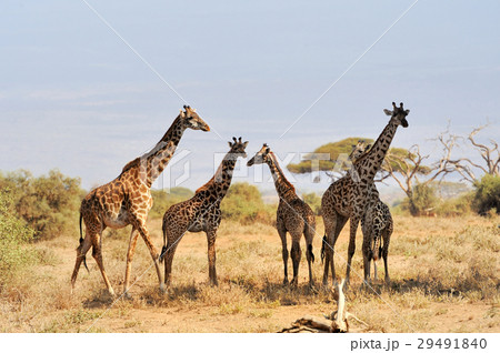 Giraffe in National park of Kenya 29491840