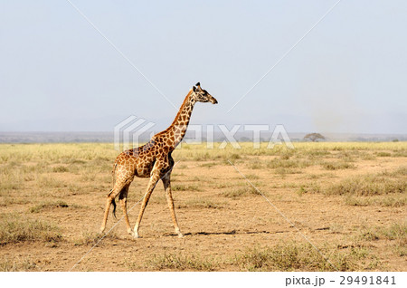 Giraffe in National park of Kenya 29491841
