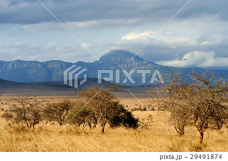 Landscape in Tsavo National Park, Kenya 29491874