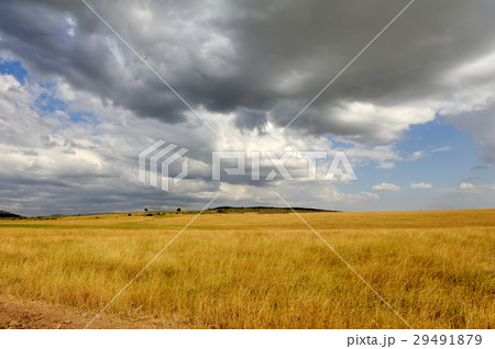 Savannah landscape in the National park of Kenya Savannah landscape in the National park of Kenya 29491879