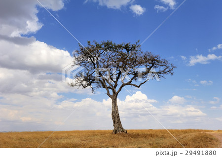 Landscape with tree in Africa Landscape with tree in Africa 29491880
