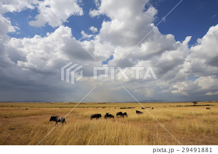 Savannah landscape in the National park of Kenya Savannah landscape in the National park of Kenya 29491881