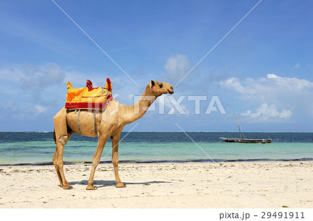 Camel on a beach coast 29491911